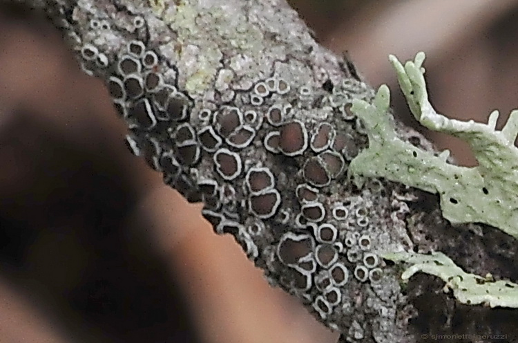 Licheni del Casentino